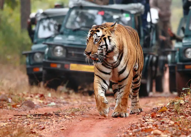 A tiger walking on a dirt road with safari vehicles in the background.