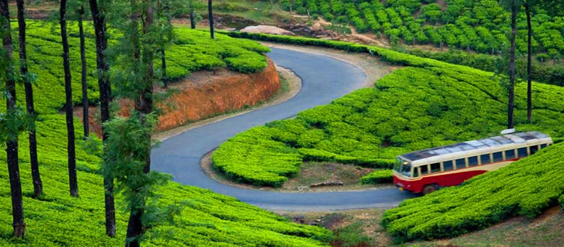 A red bus winding through a lush green tea plantation with tall trees flanking one side.