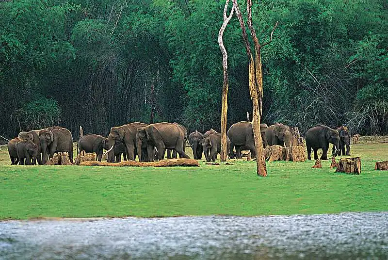A herd of elephants by a water body with a lush green forest backdrop.